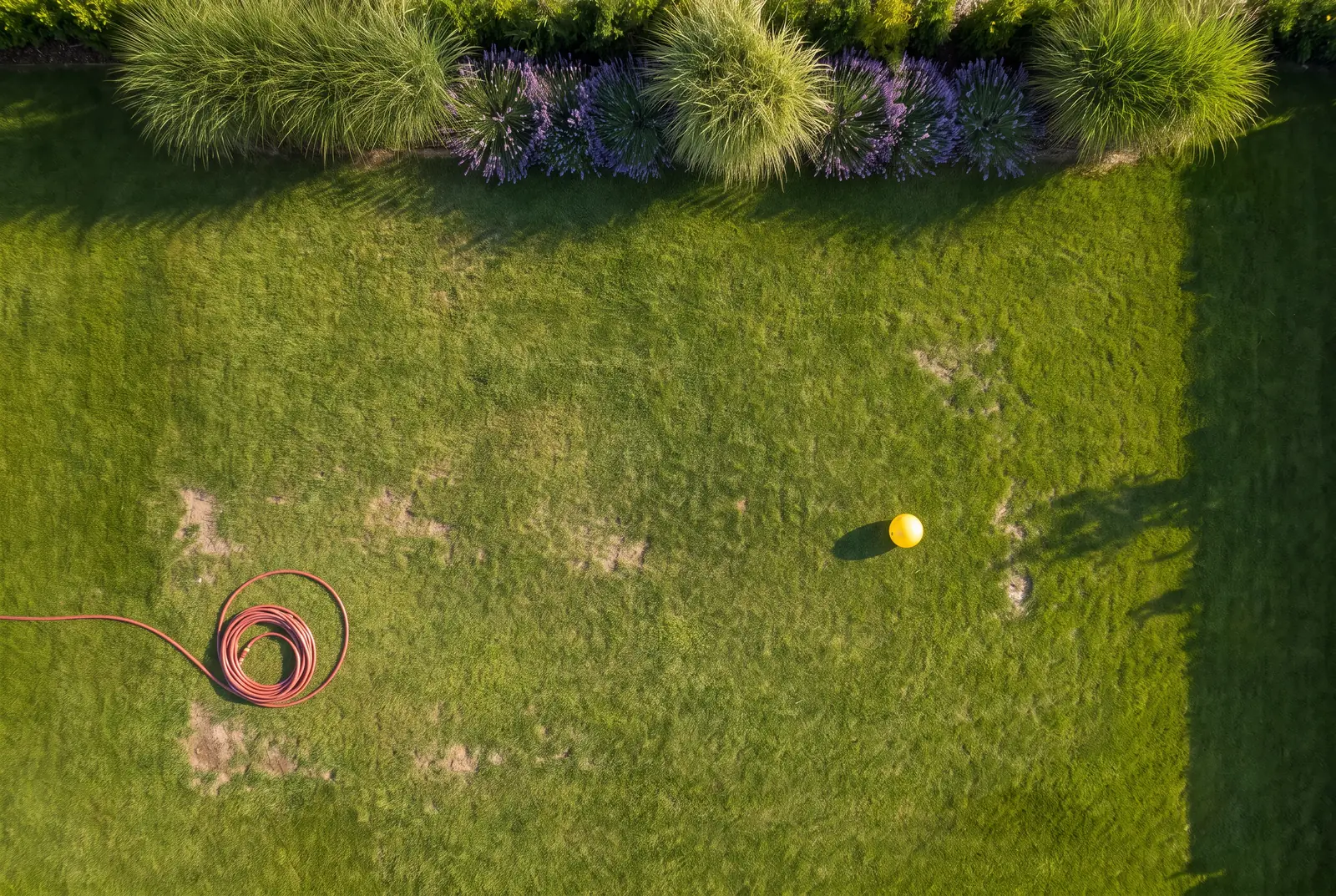 The backyard before: an empty lawn